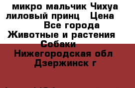 микро мальчик Чихуа лиловый принц › Цена ­ 90 - Все города Животные и растения » Собаки   . Нижегородская обл.,Дзержинск г.